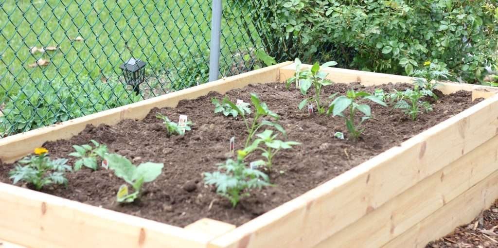 Vegetable Plants in raised garden bed