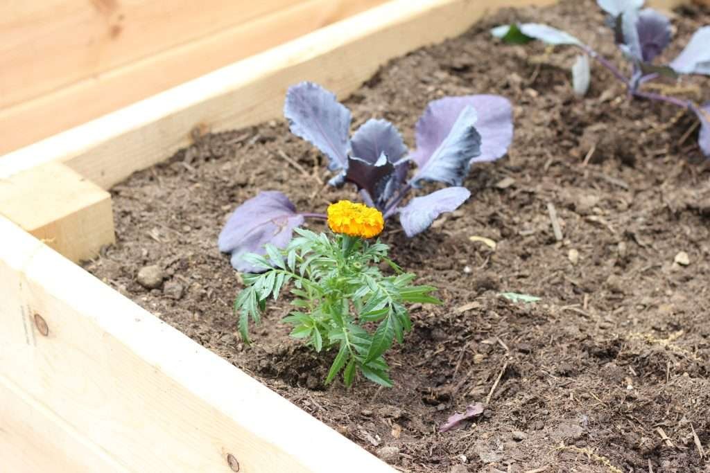 marigold and cabbage plant