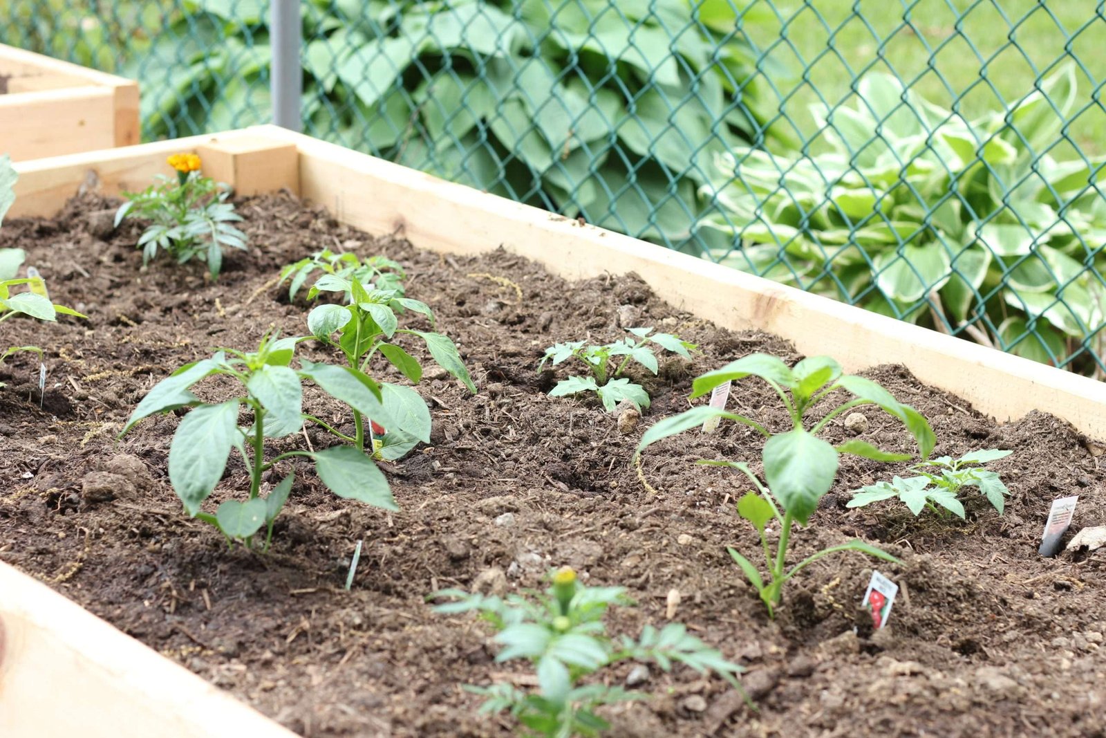 Tomato and pepper plants in raised bed.