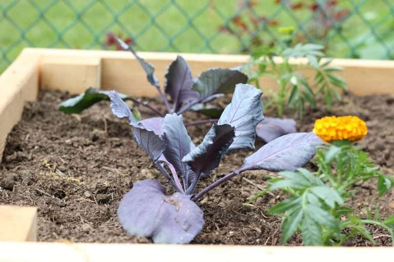 Marigold and cabbage plant